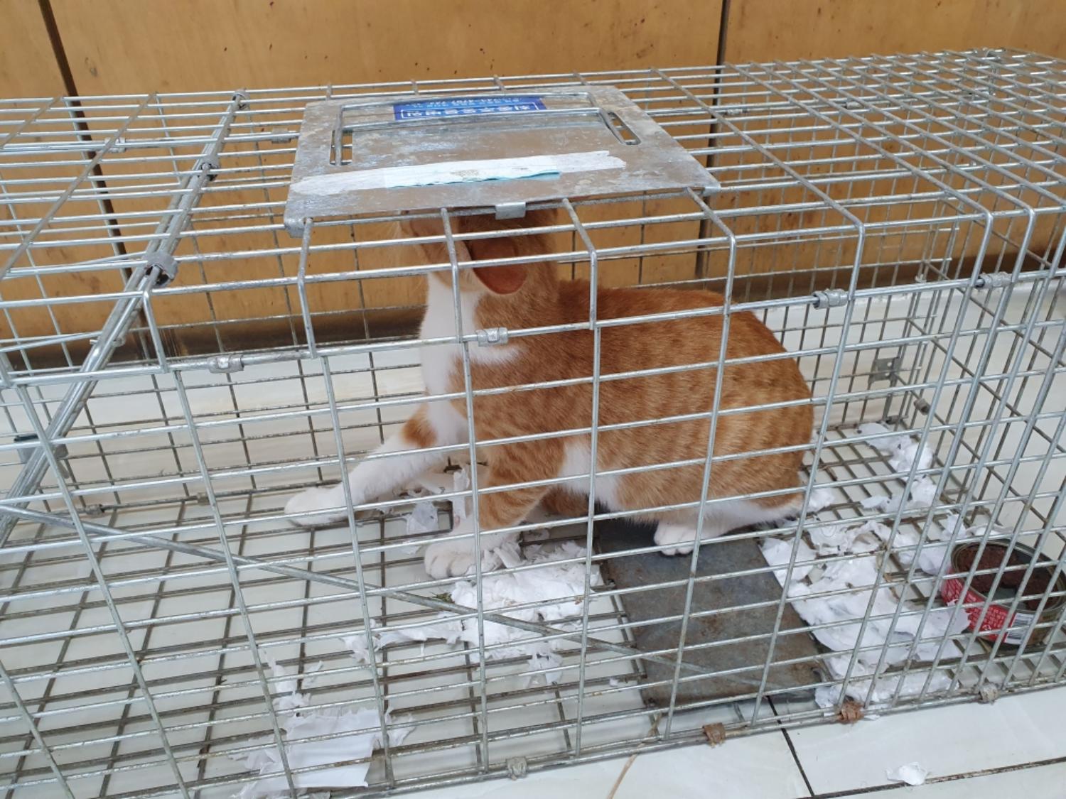 보호중 한국 고양이…